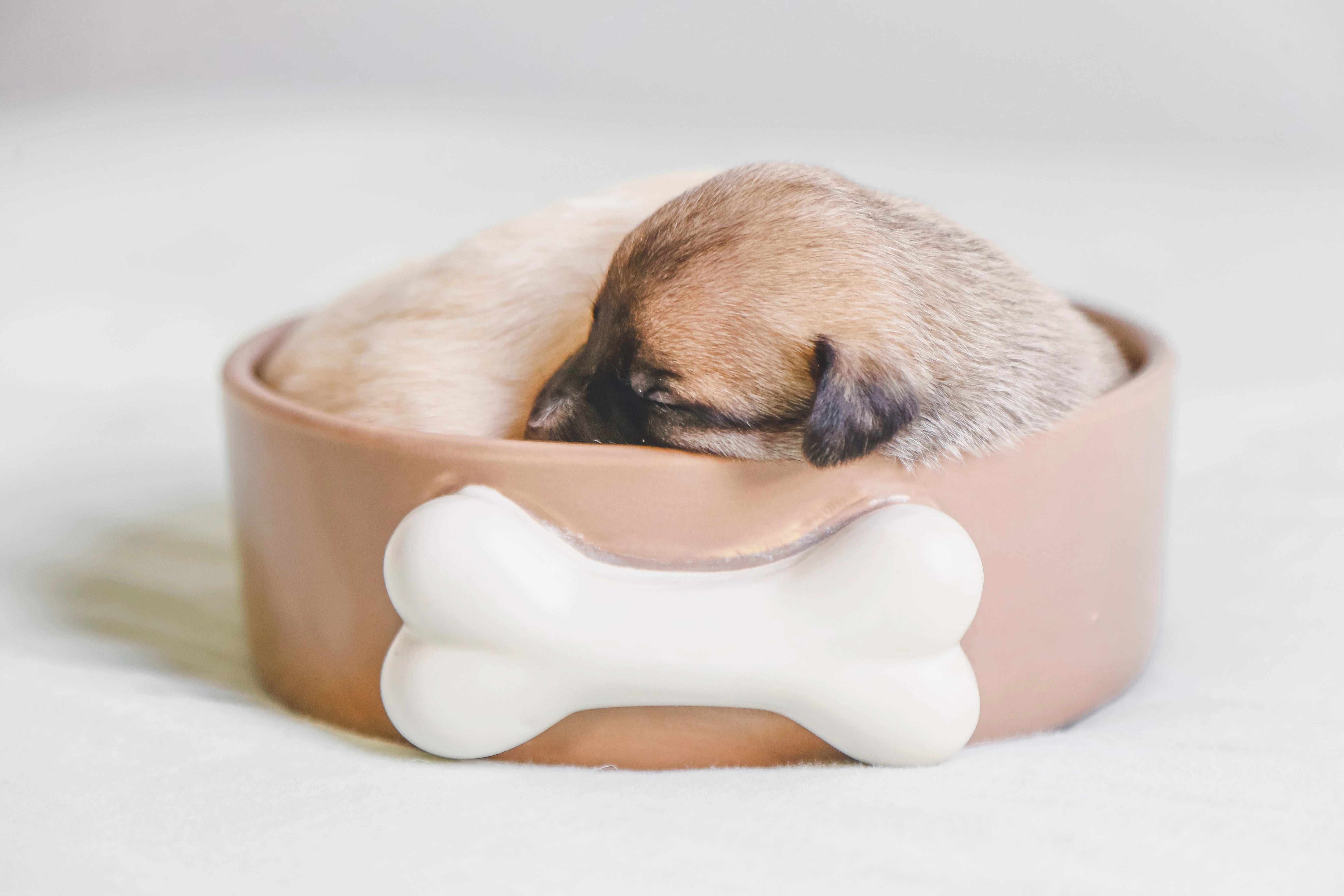 Pet Bowls