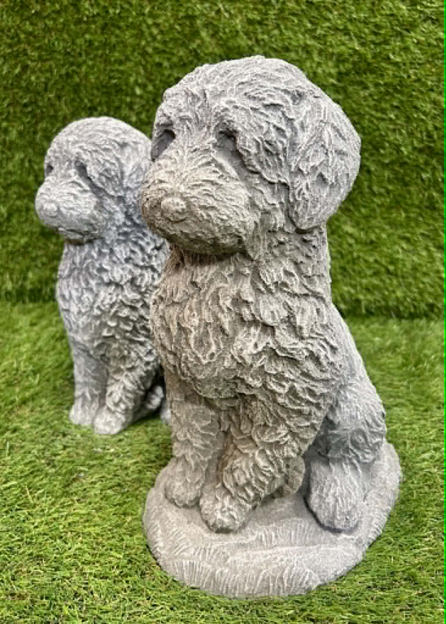 Cockapoo