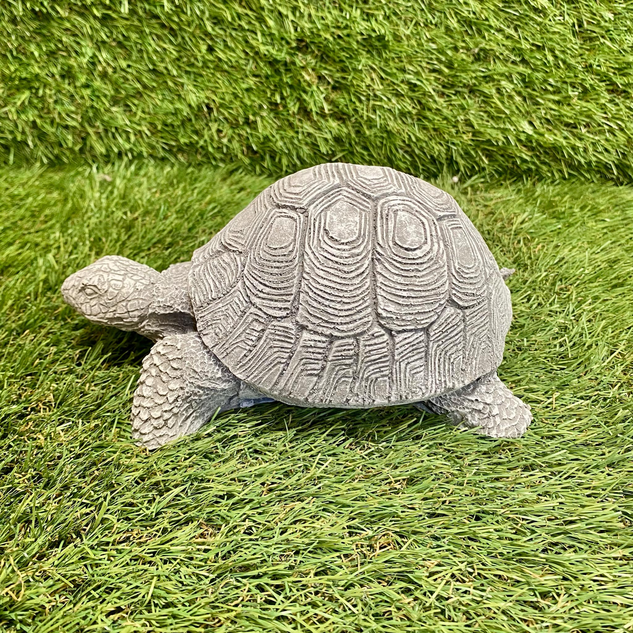 Tortoise