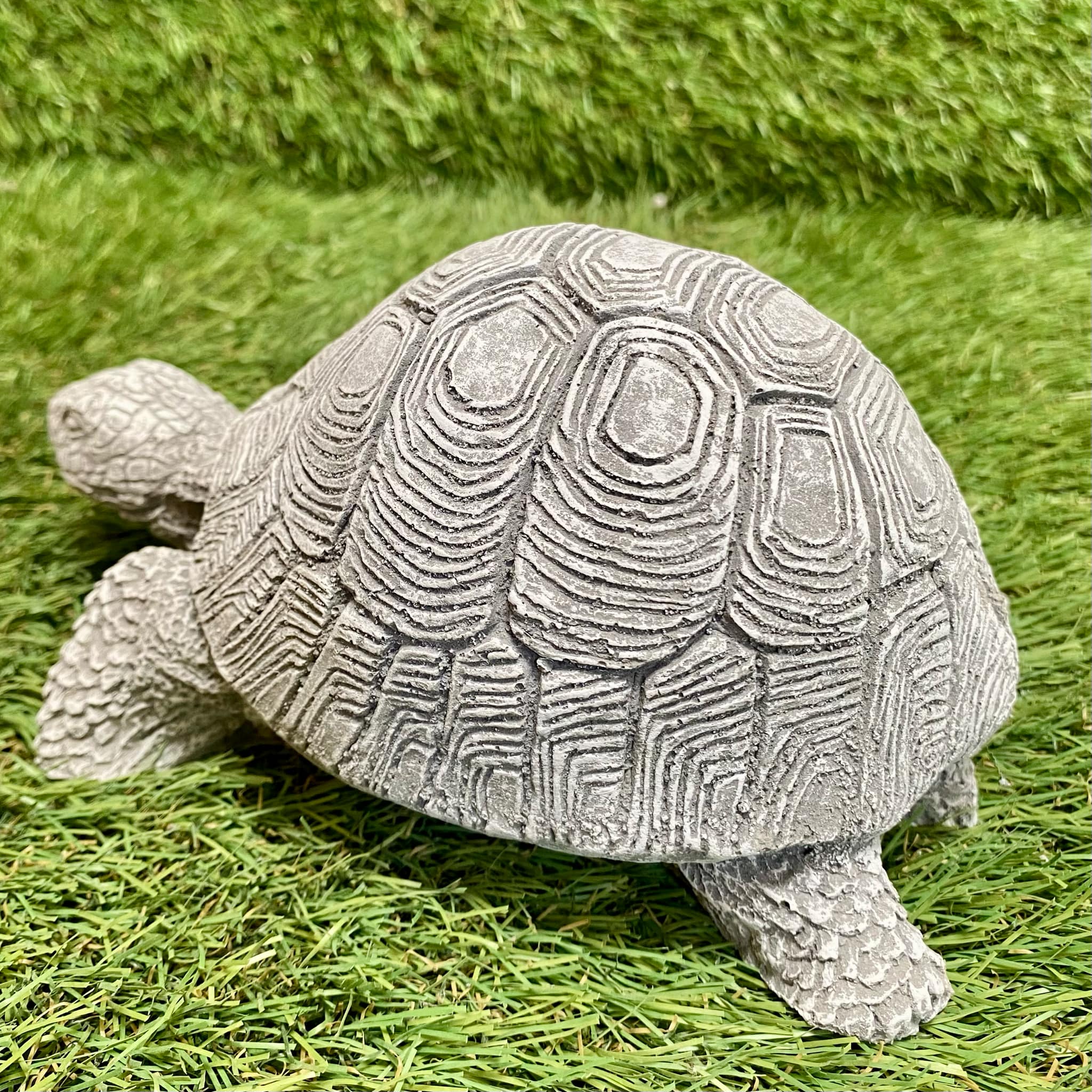 Tortoise