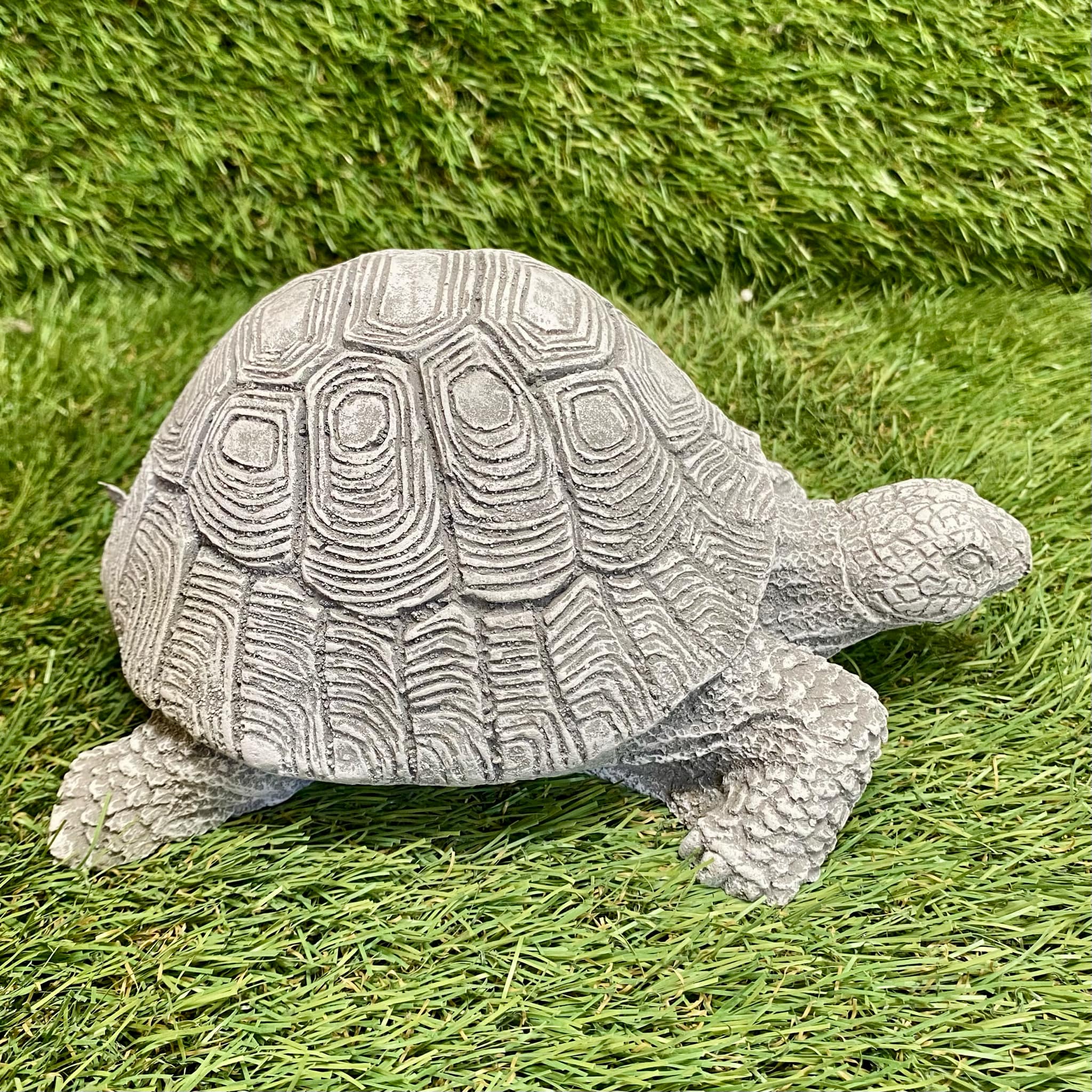 Tortoise
