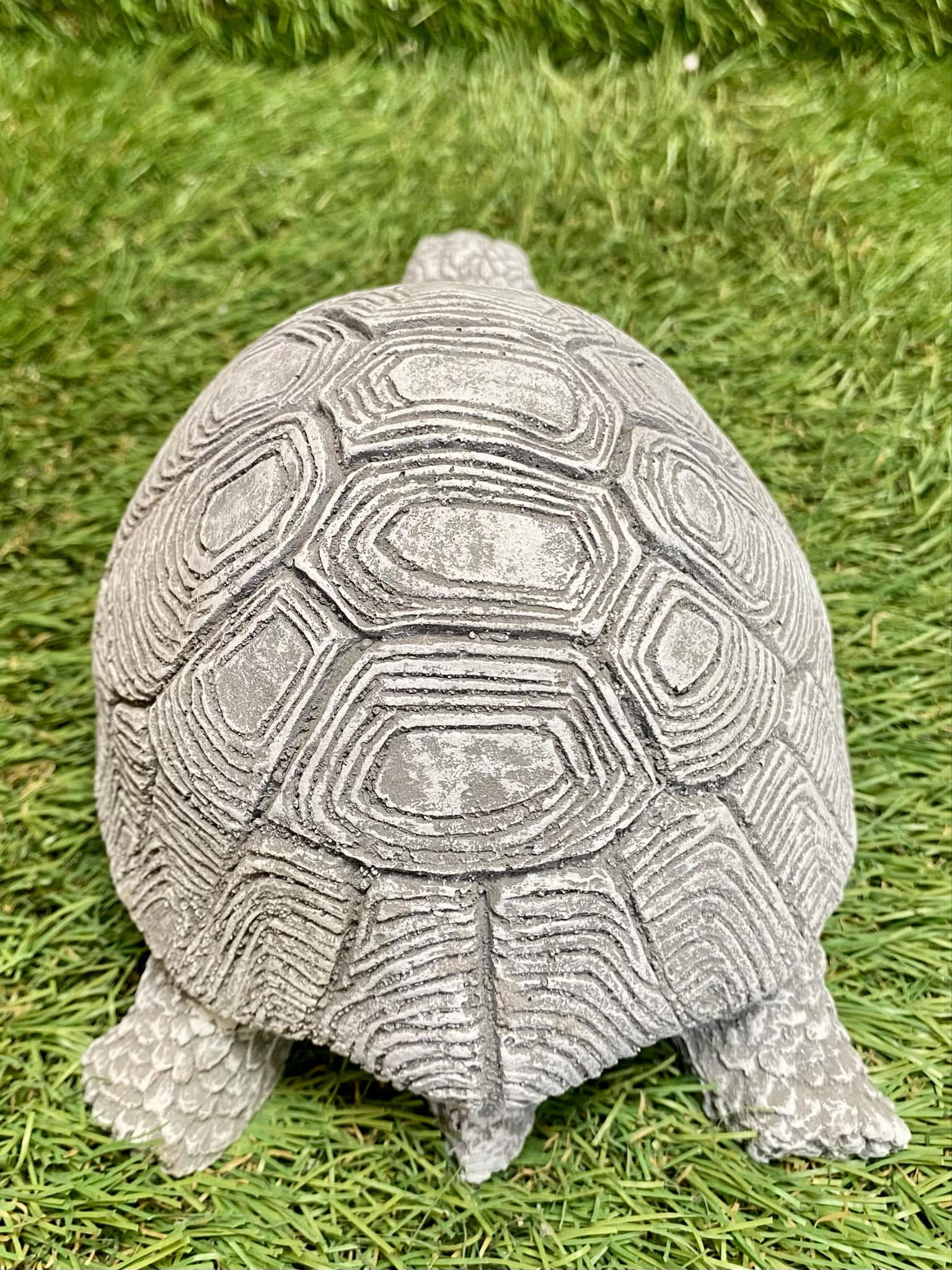 Tortoise