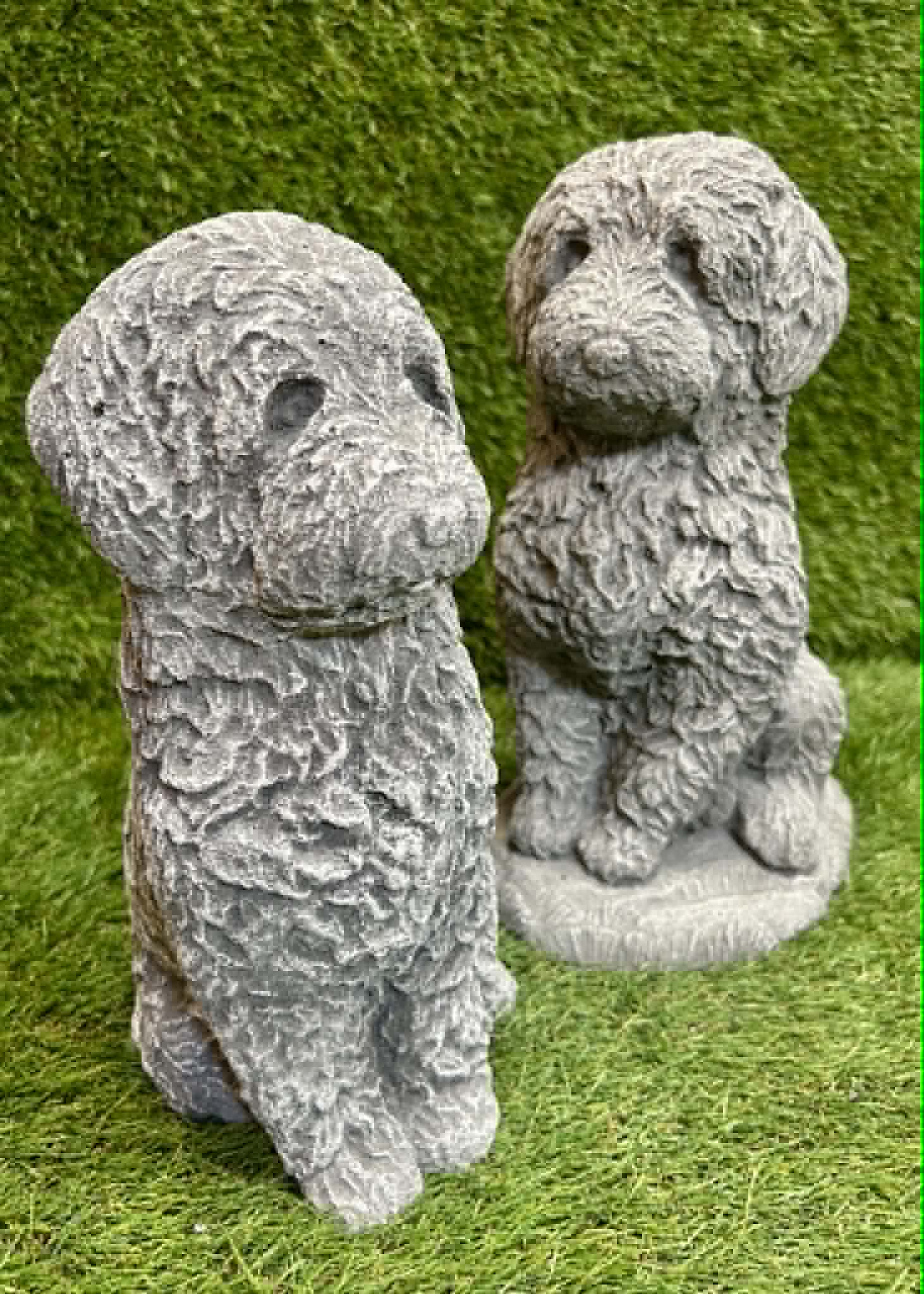 Cockapoo