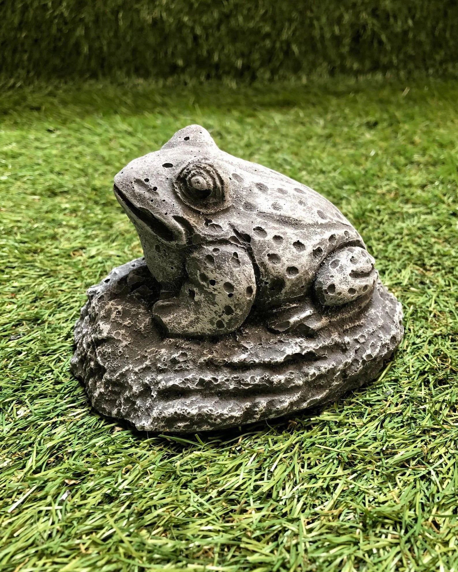 Small Frog Sat Down