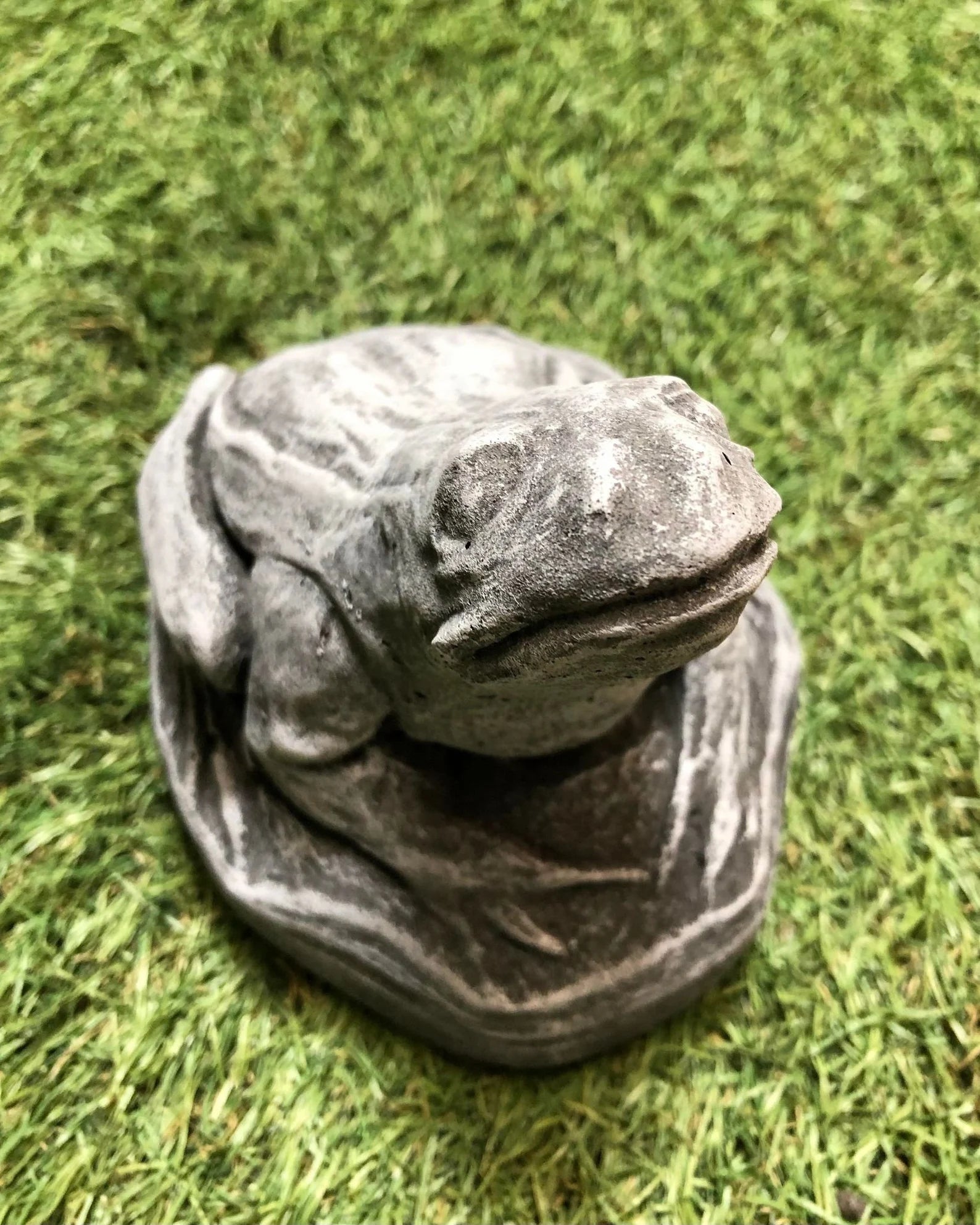 Small Frog Looking Up