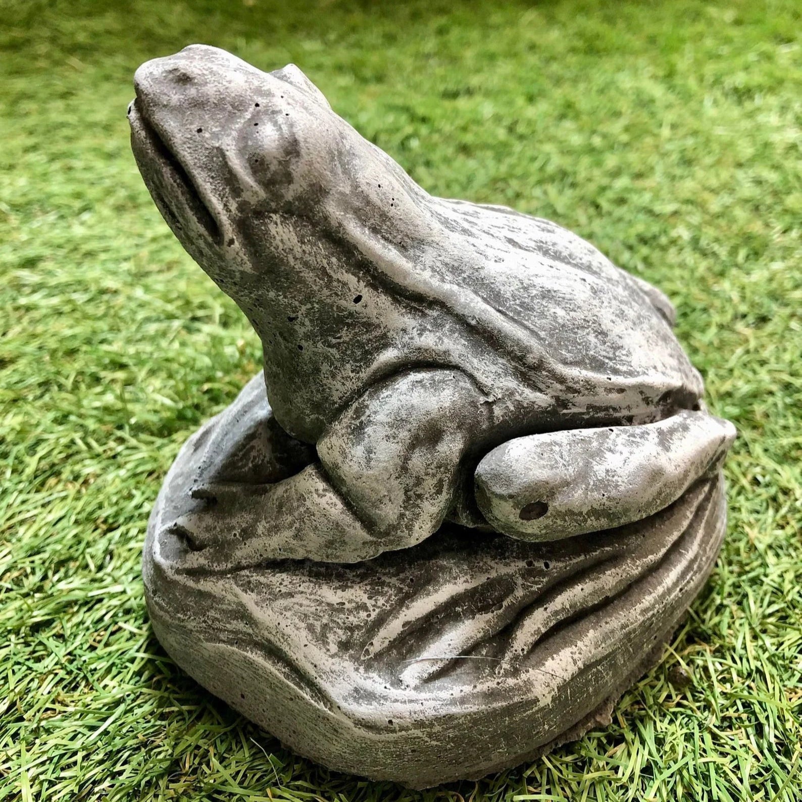 Small Frog Looking Up