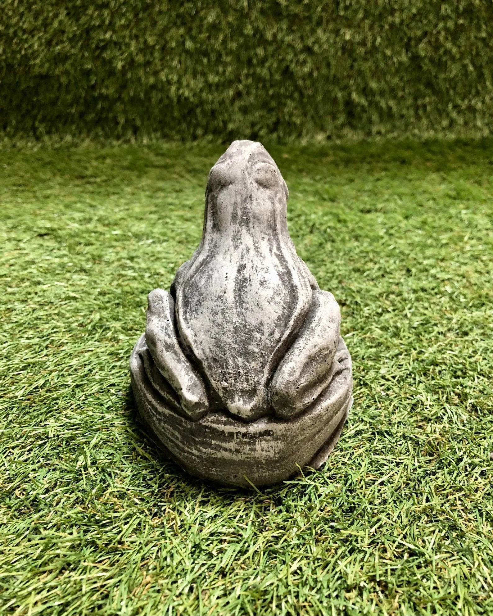 Small Frog Looking Up