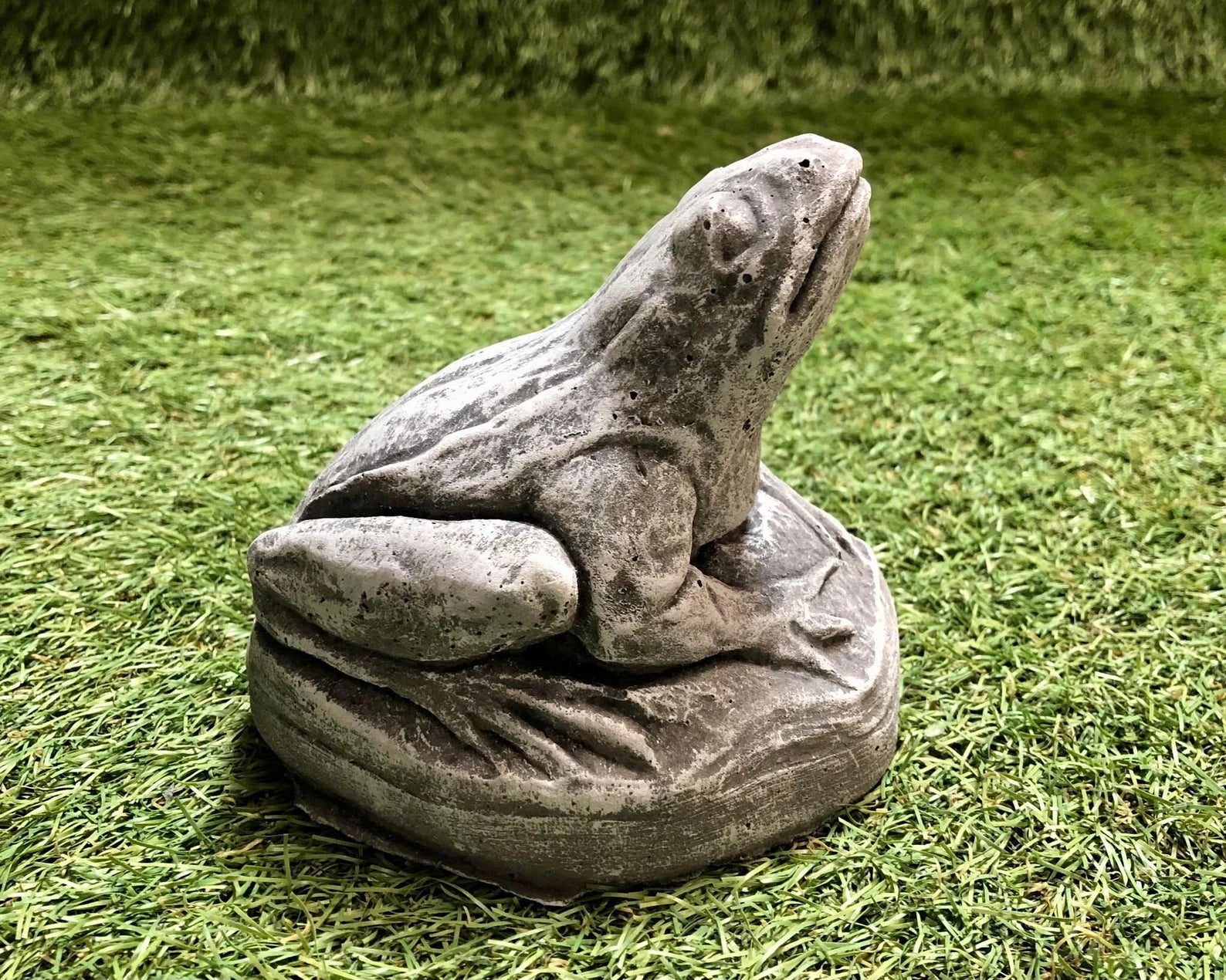 Small Frog Looking Up