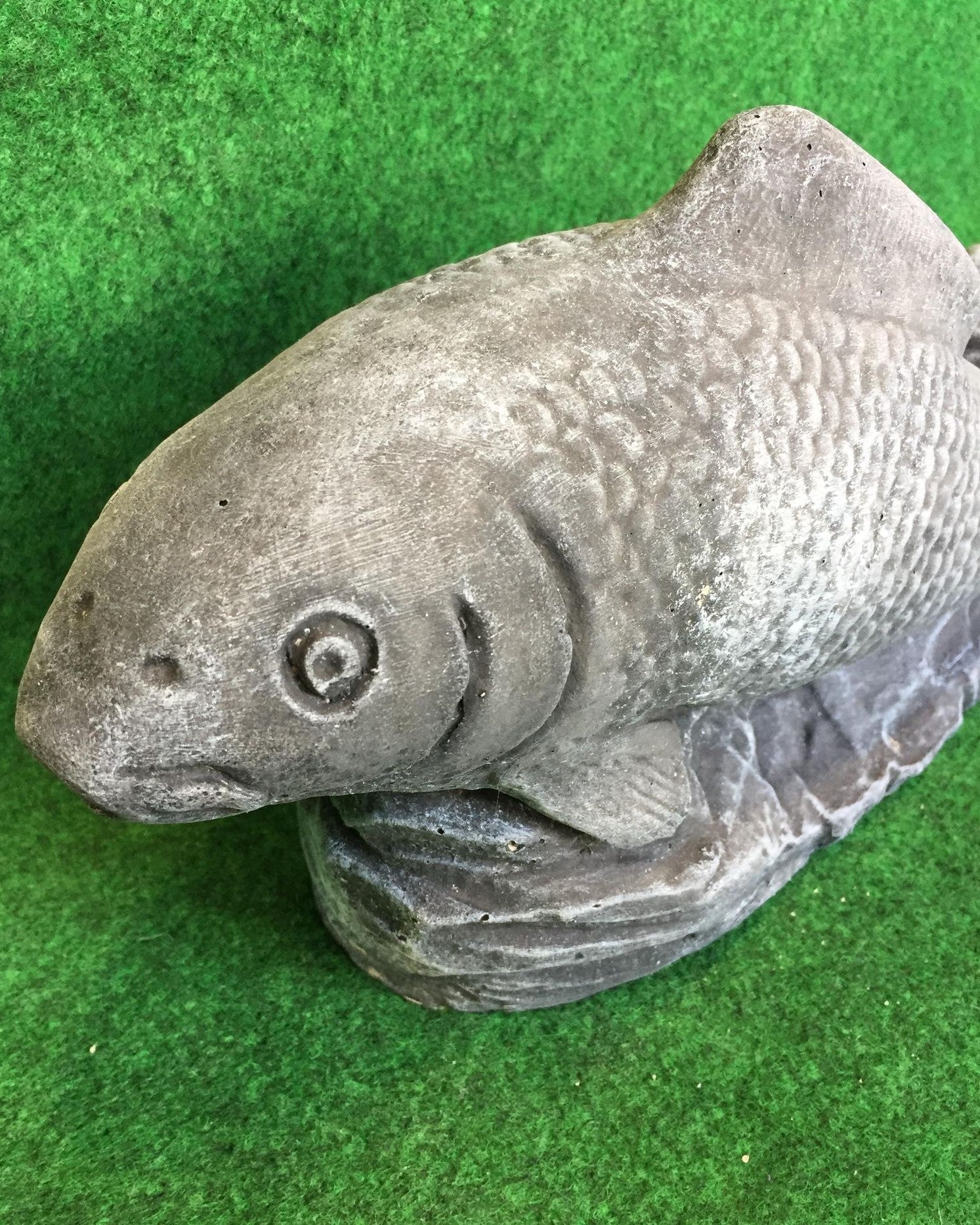 koi Carp Fish