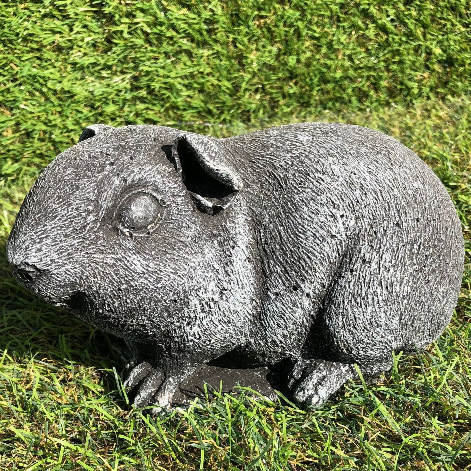 Guinea Pig (Larger Size)