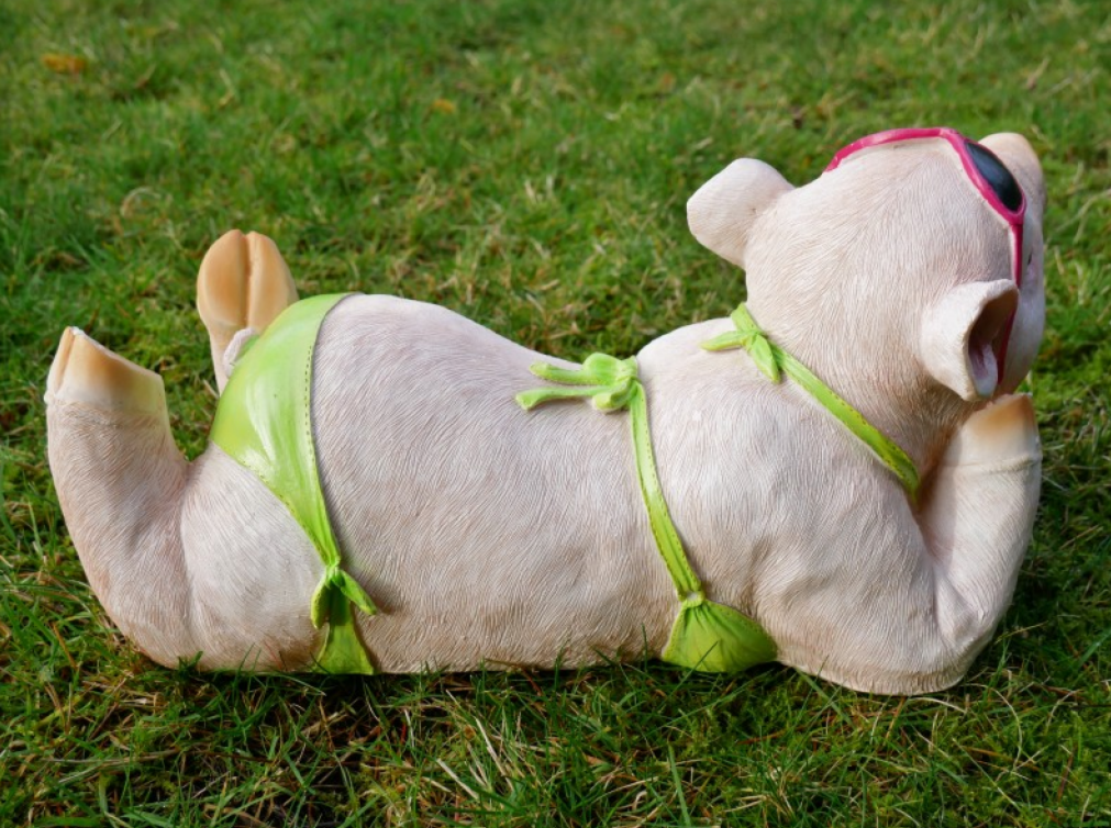 Bikini Pig