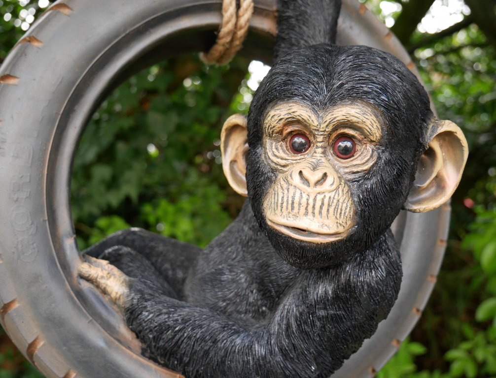 Chimpanzee On Tyre Swing