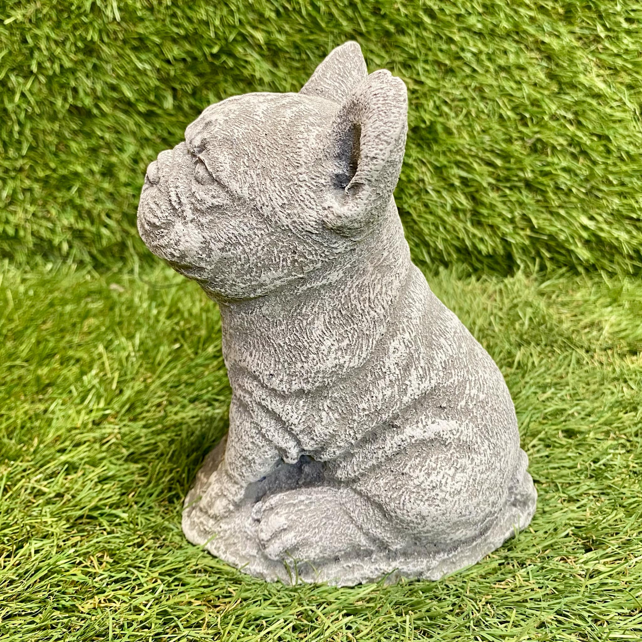 Small French Bulldog