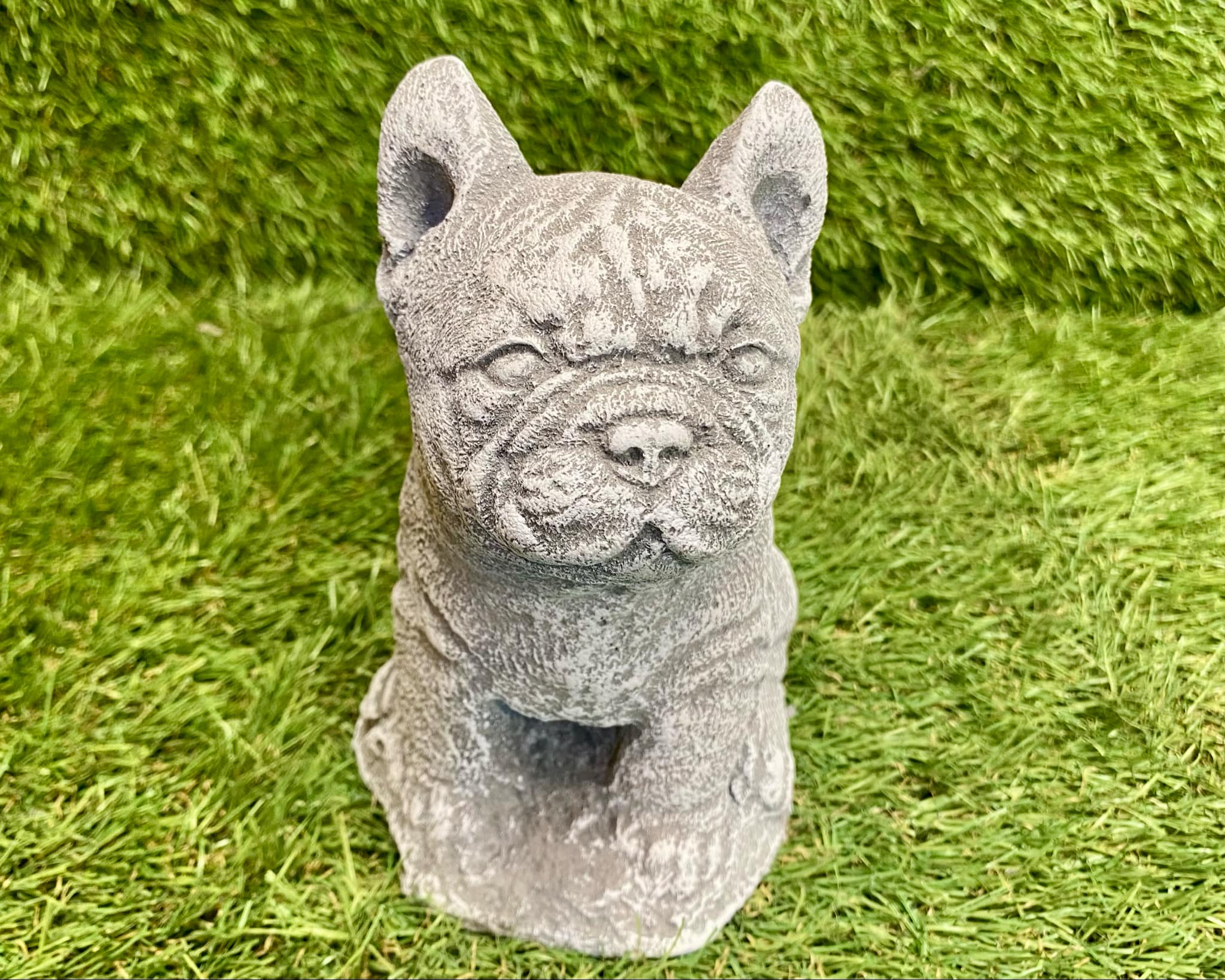 Small French Bulldog