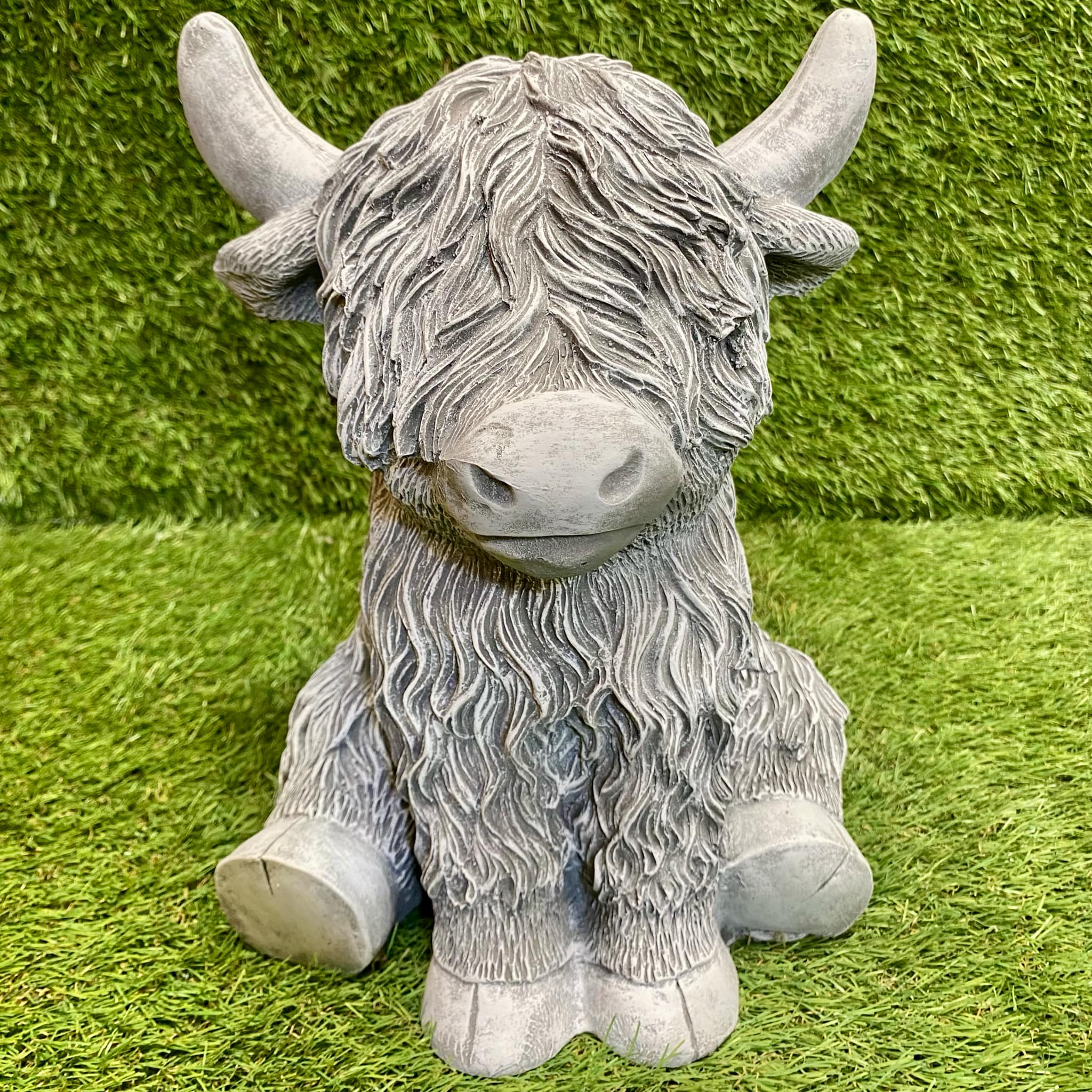 Highland Cow