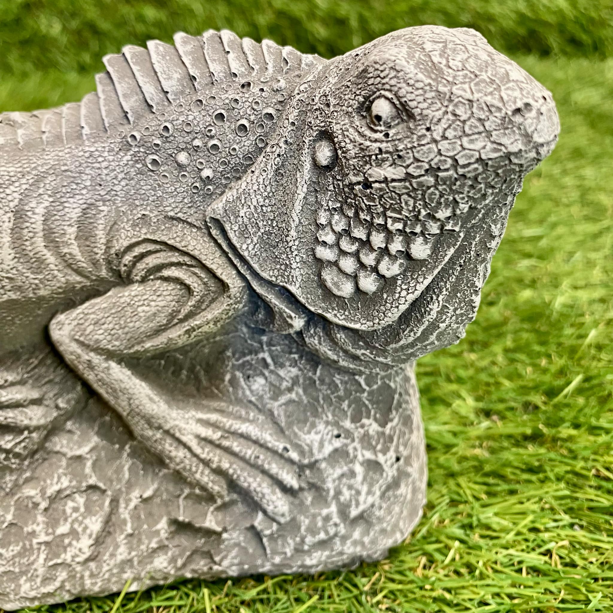 Iguana