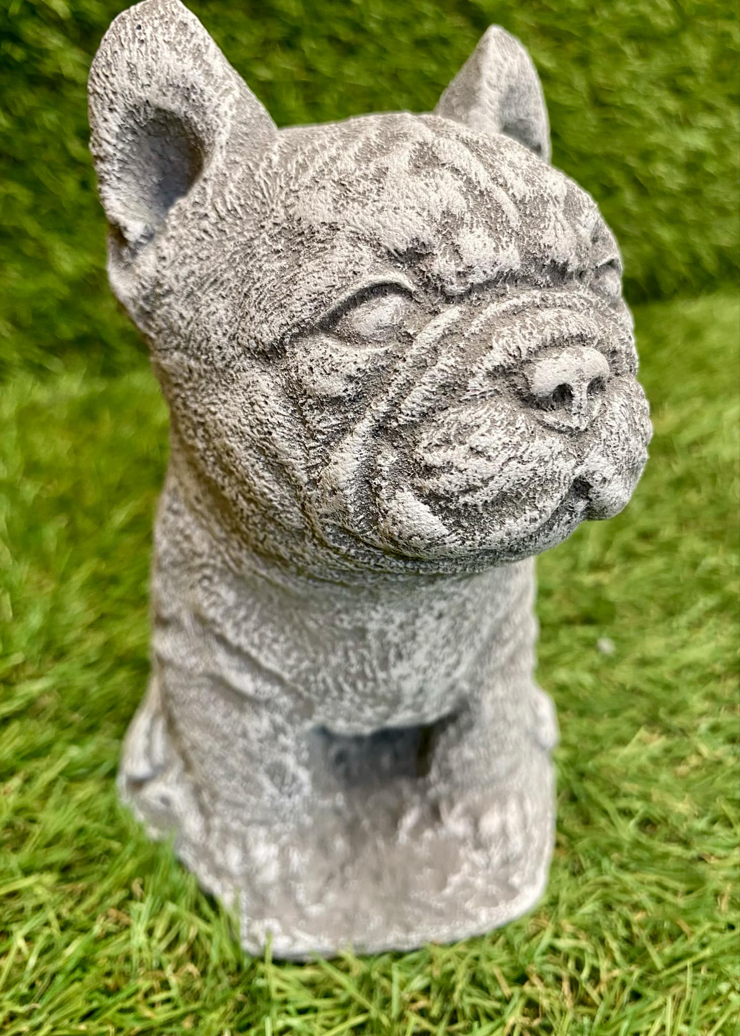 Small French Bulldog