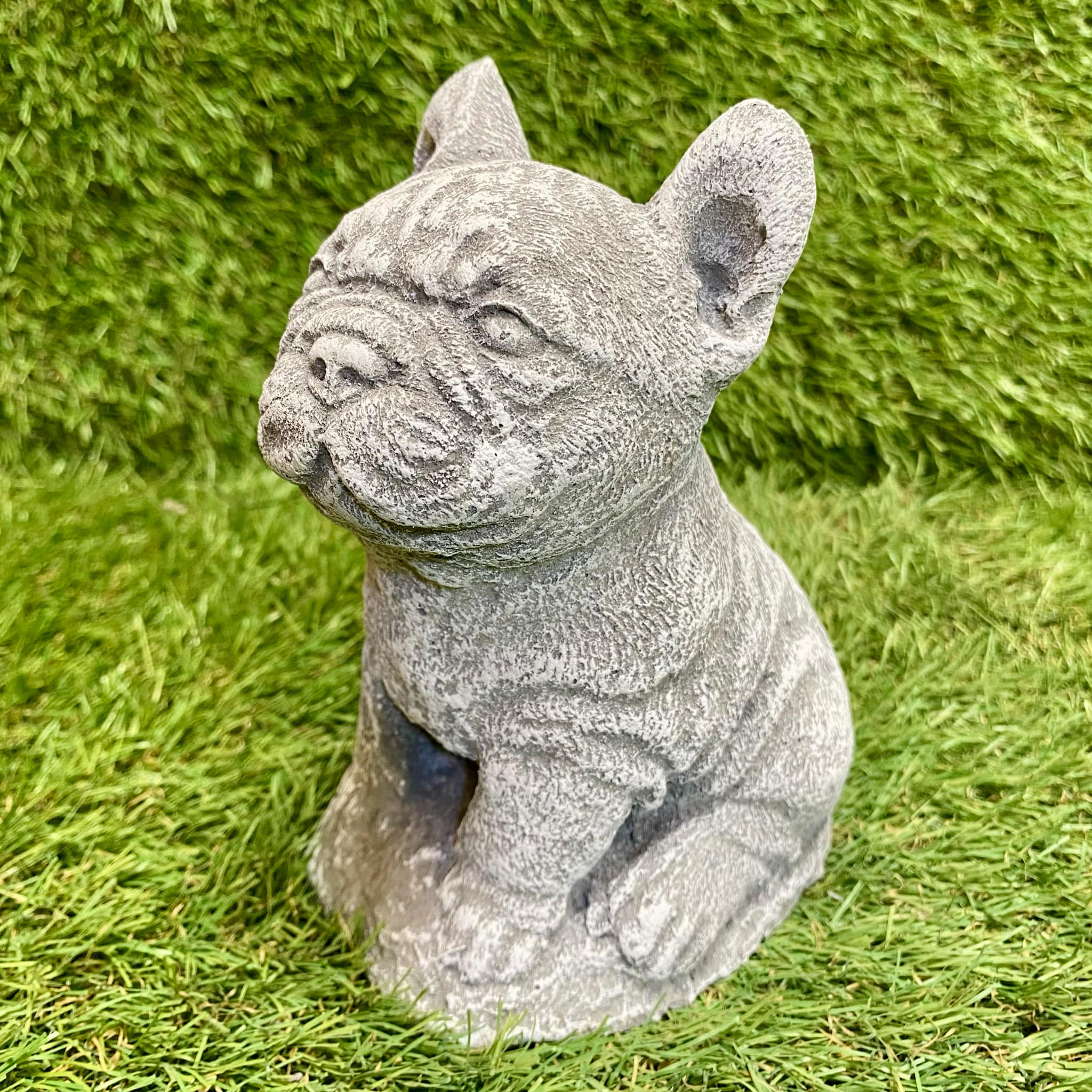 Small French Bulldog
