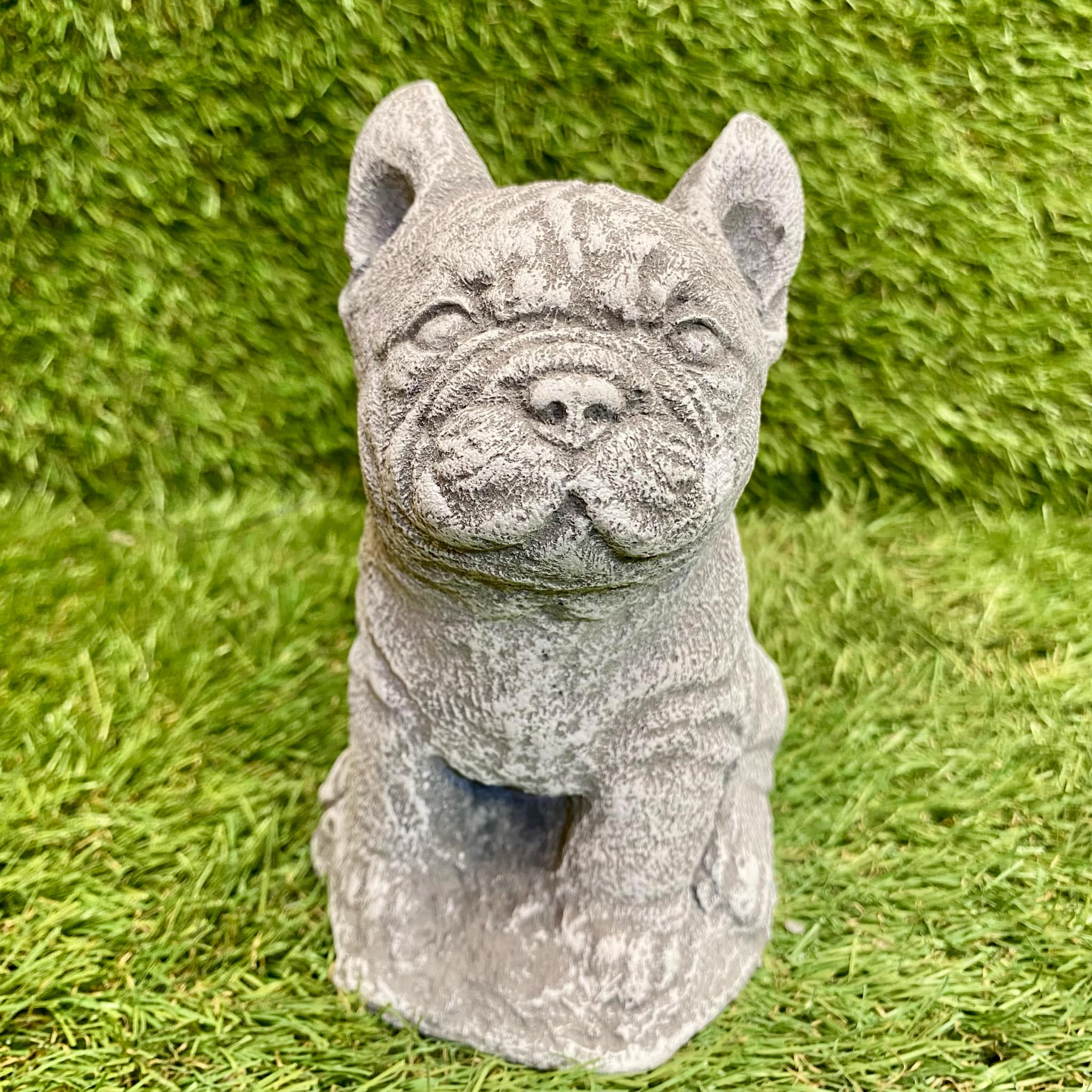 Small French Bulldog