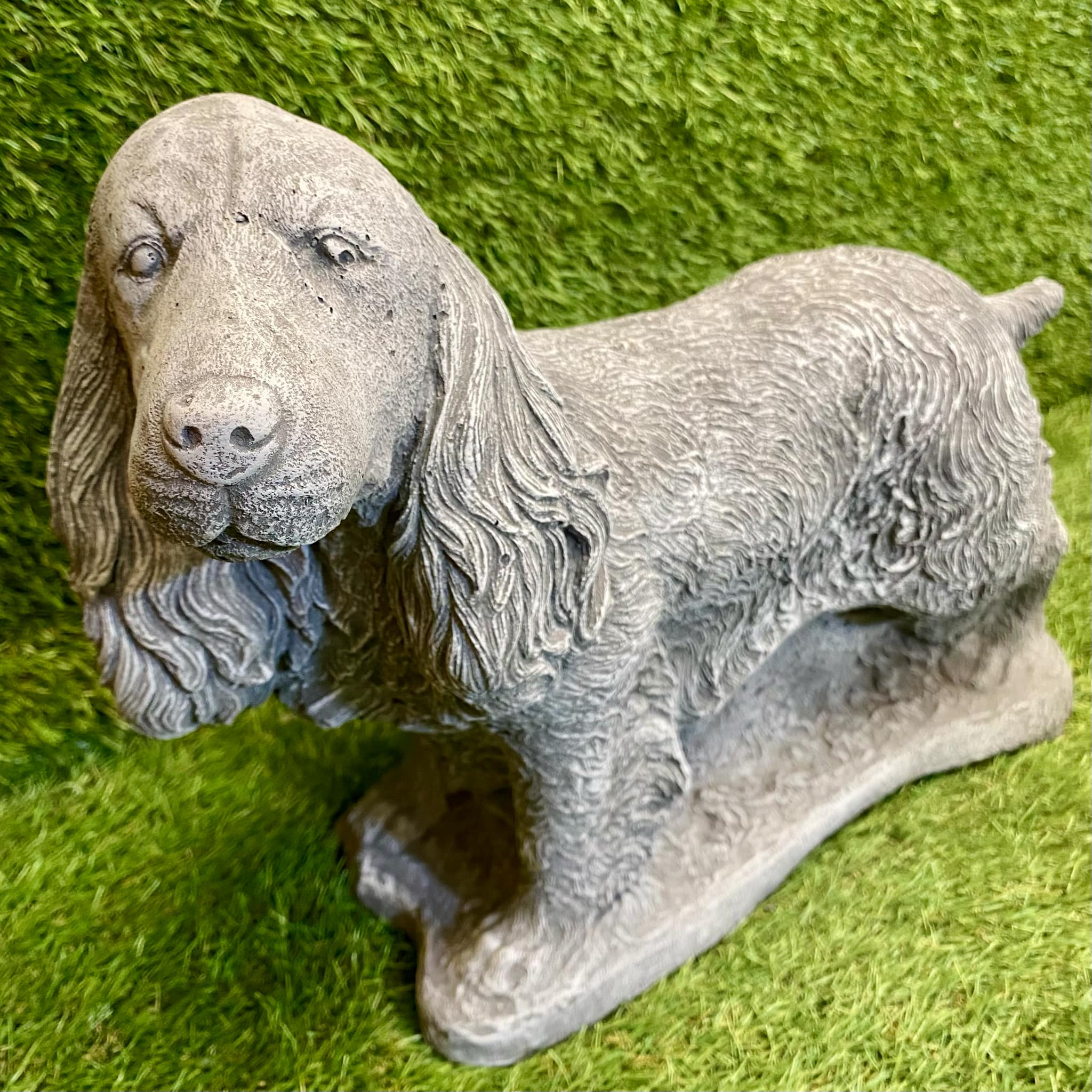 Large Spaniel Dog