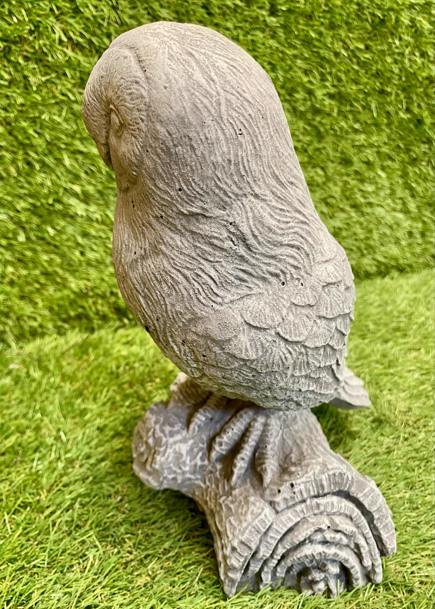 Owl On Log