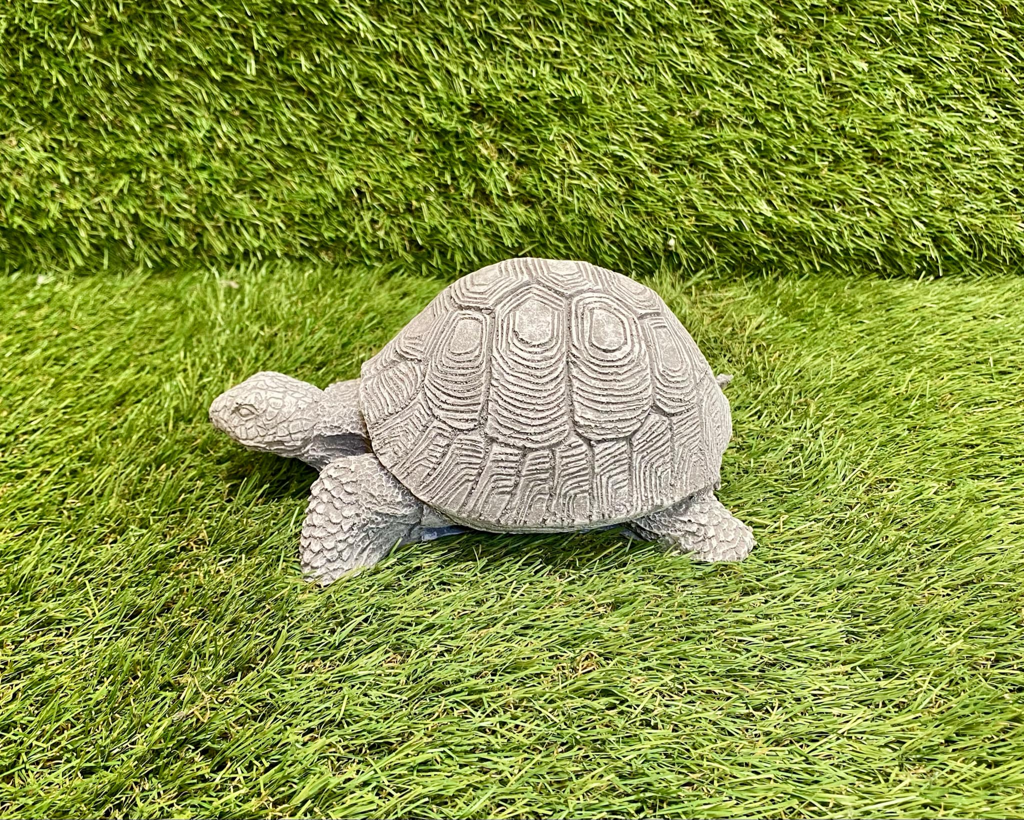 Tortoise