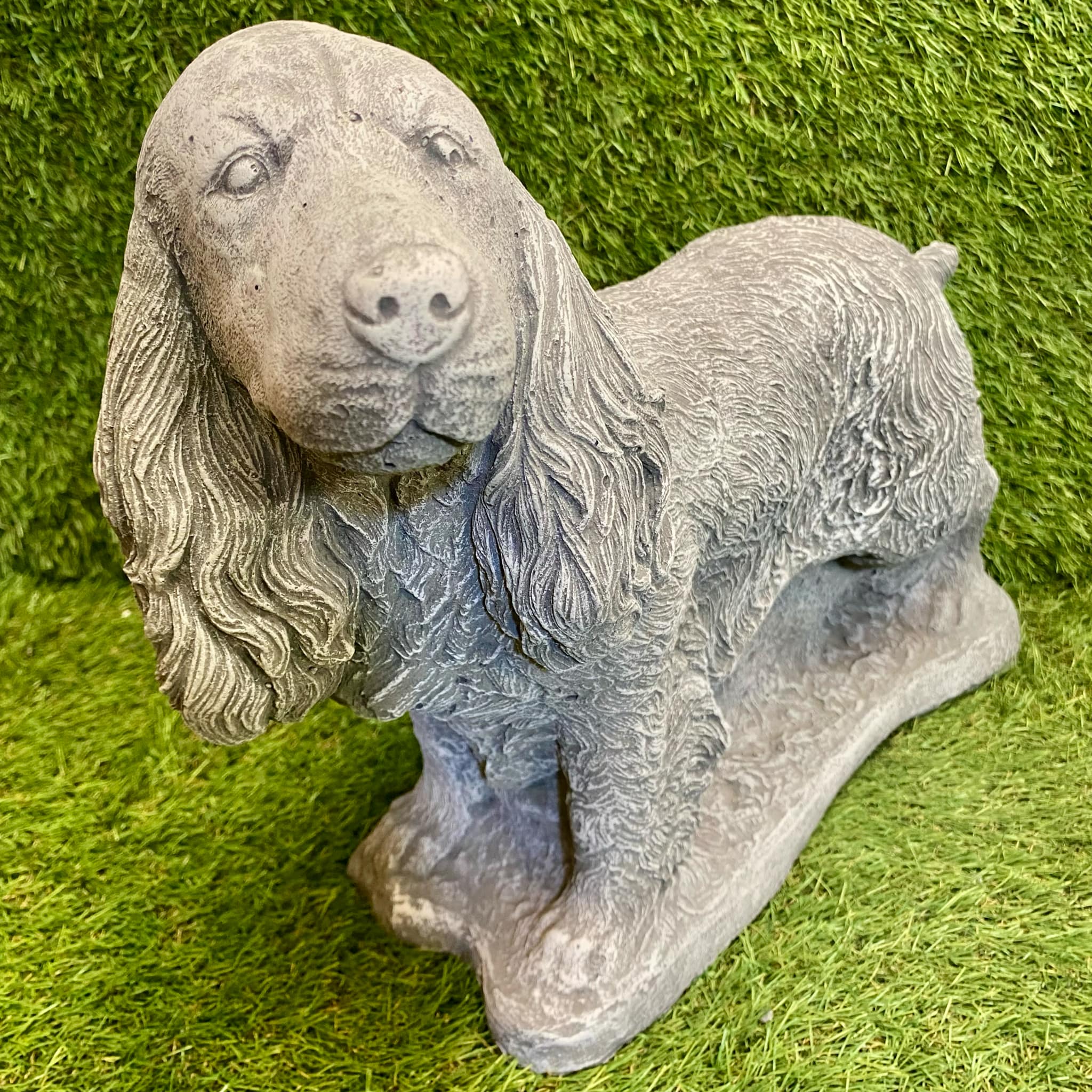 Large Spaniel Dog
