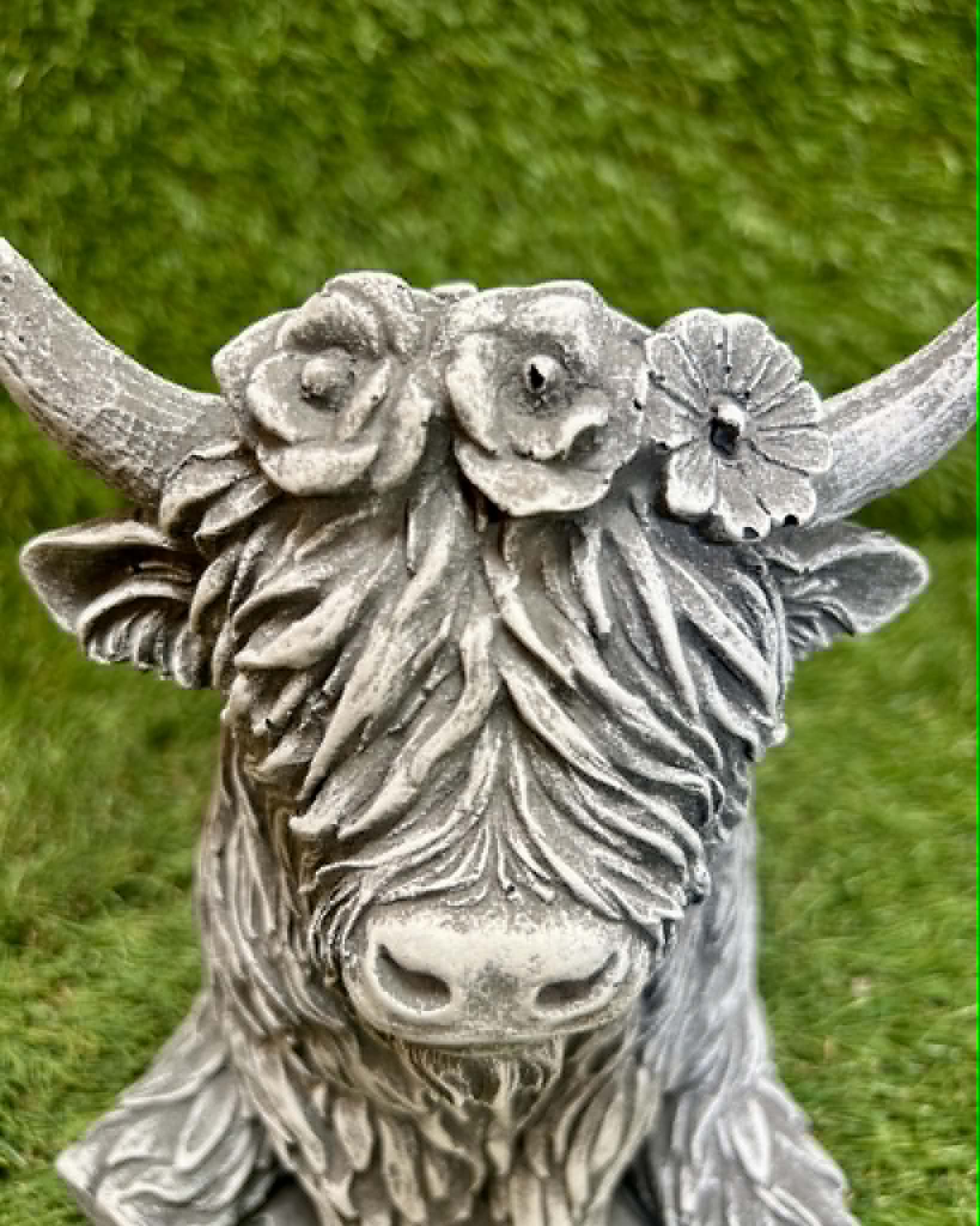 Small Highland Cow