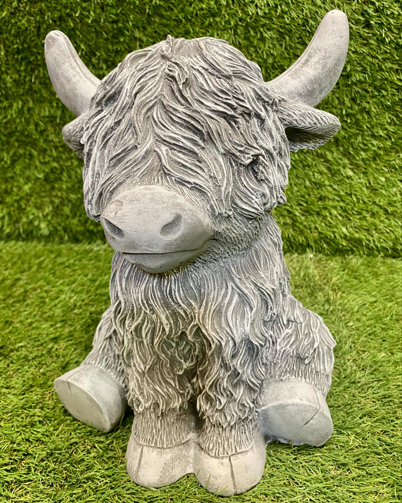 Highland Cow