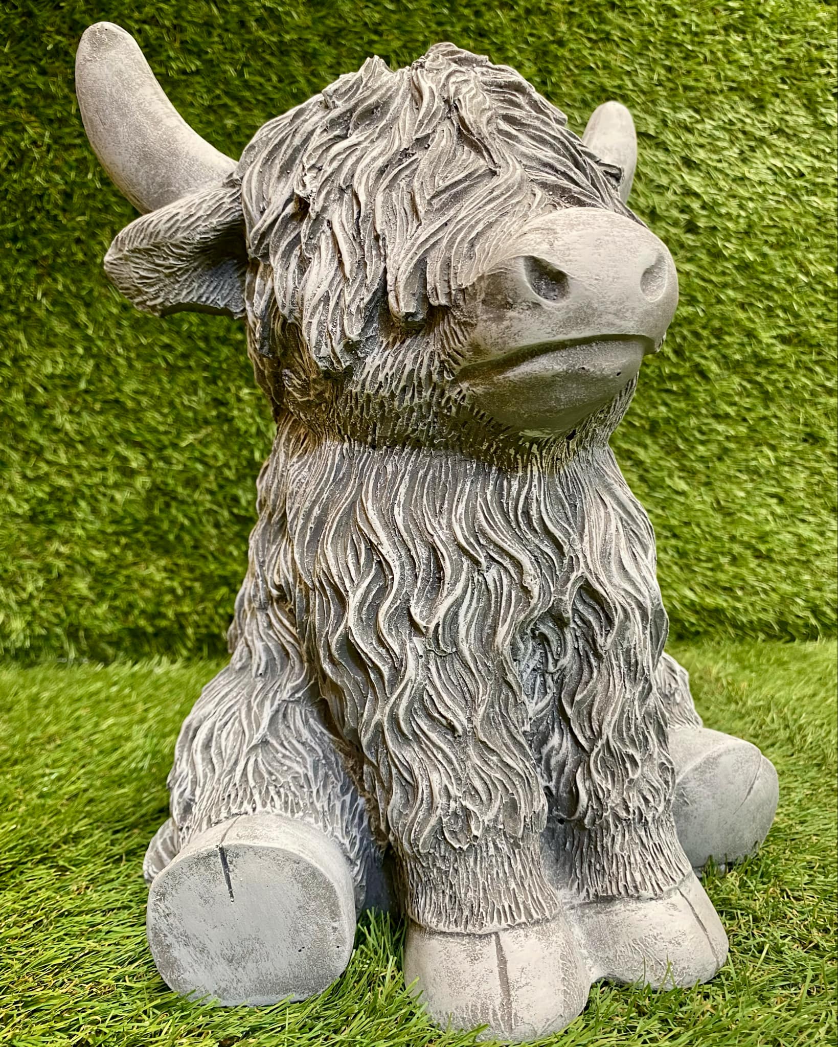 Highland Cow