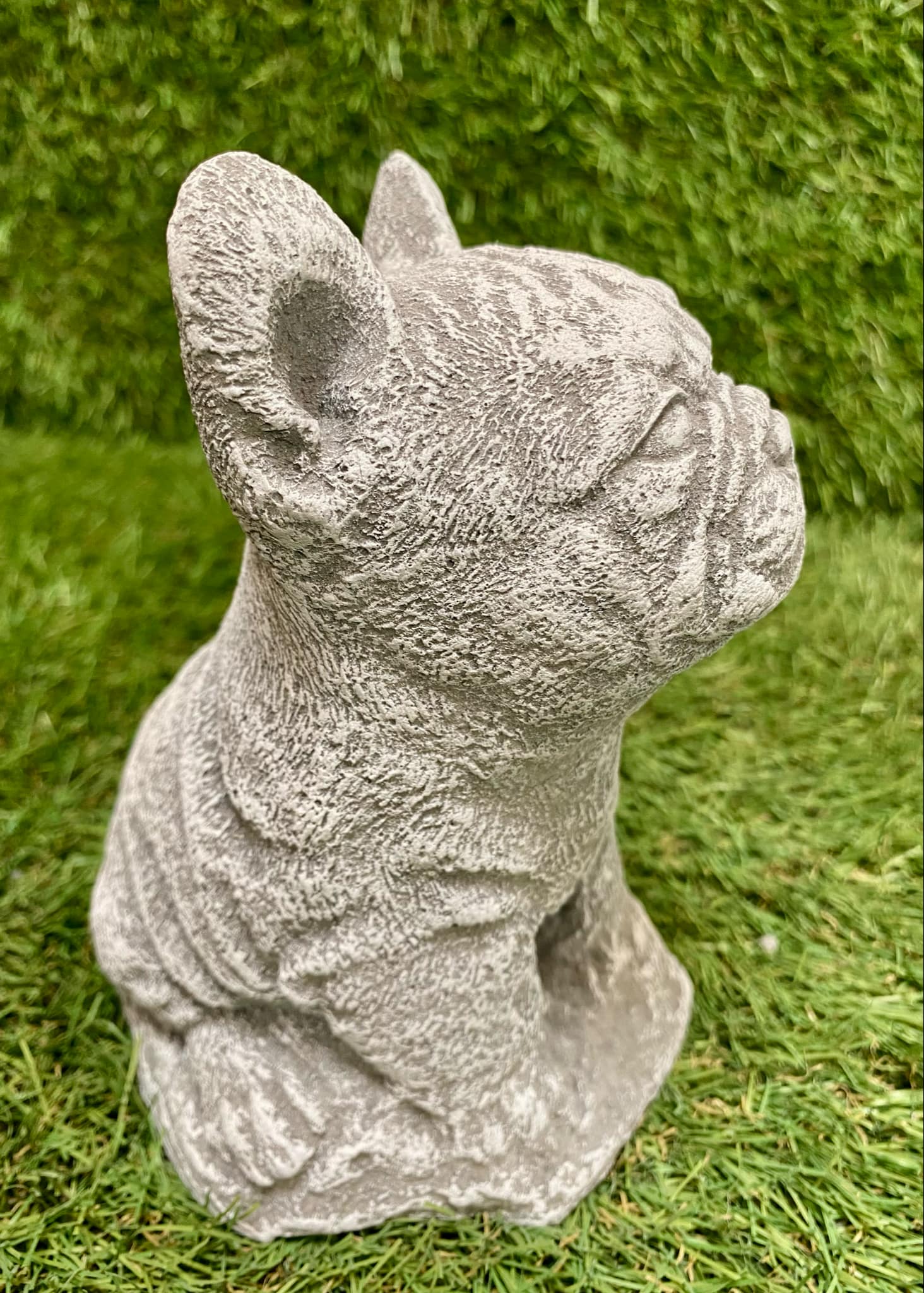 Small French Bulldog