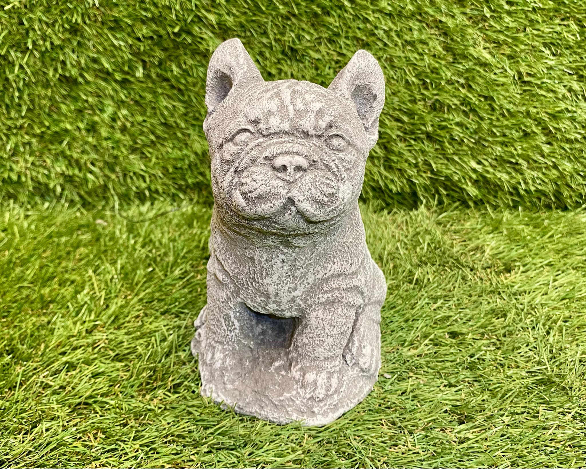 Small French Bulldog