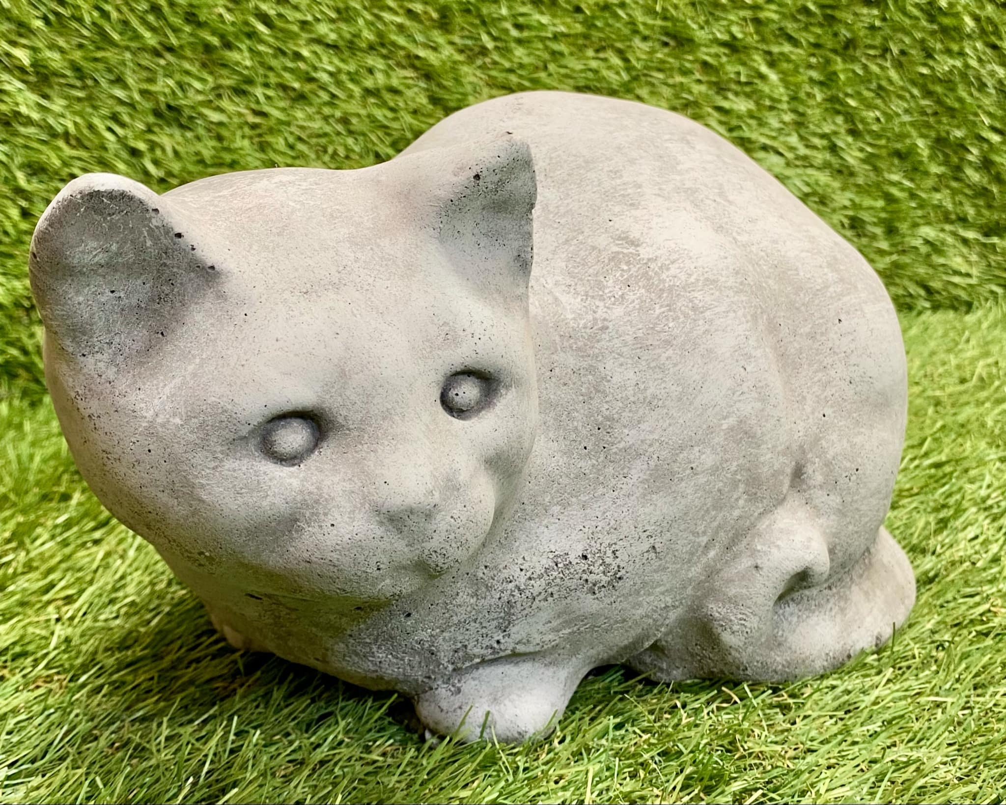 Sitting Cat
