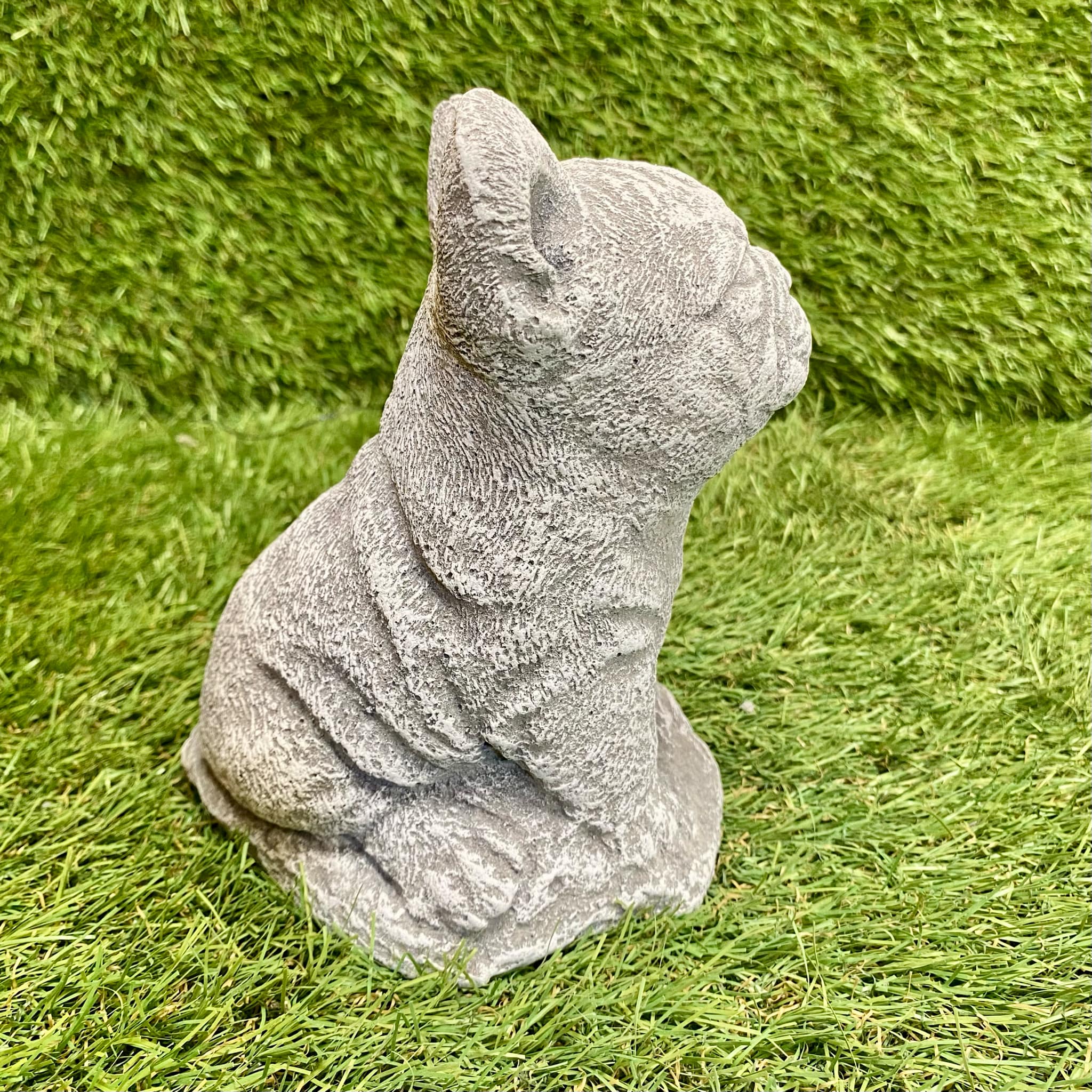 Small French Bulldog