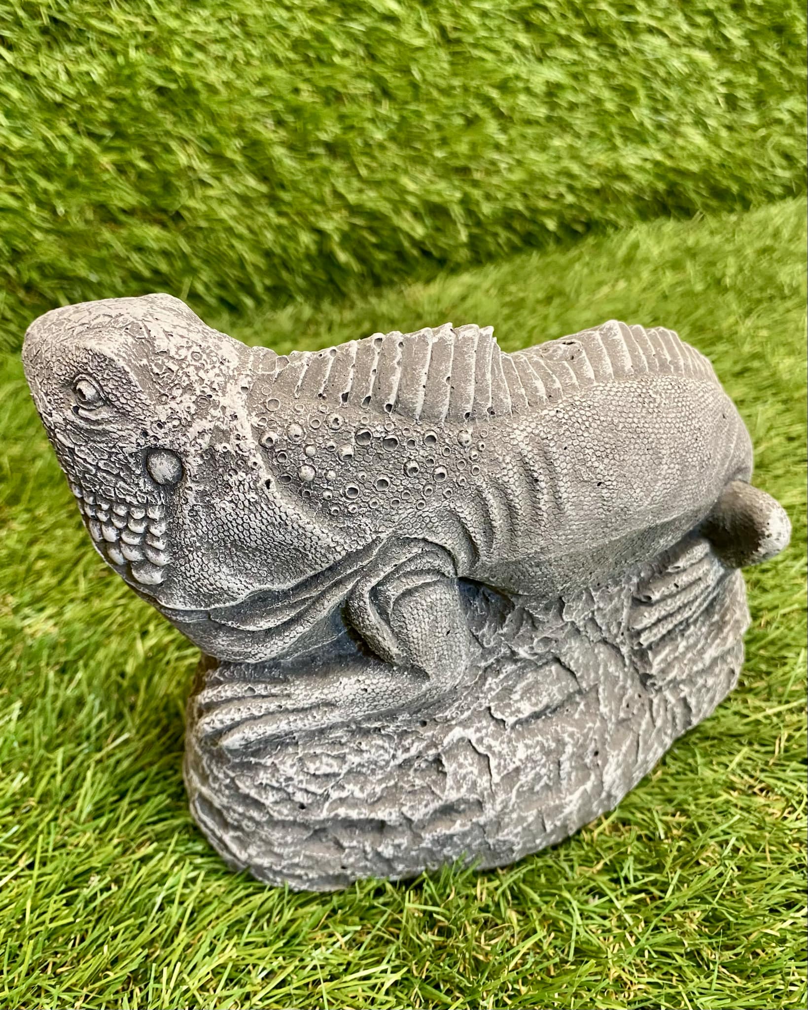 Iguana