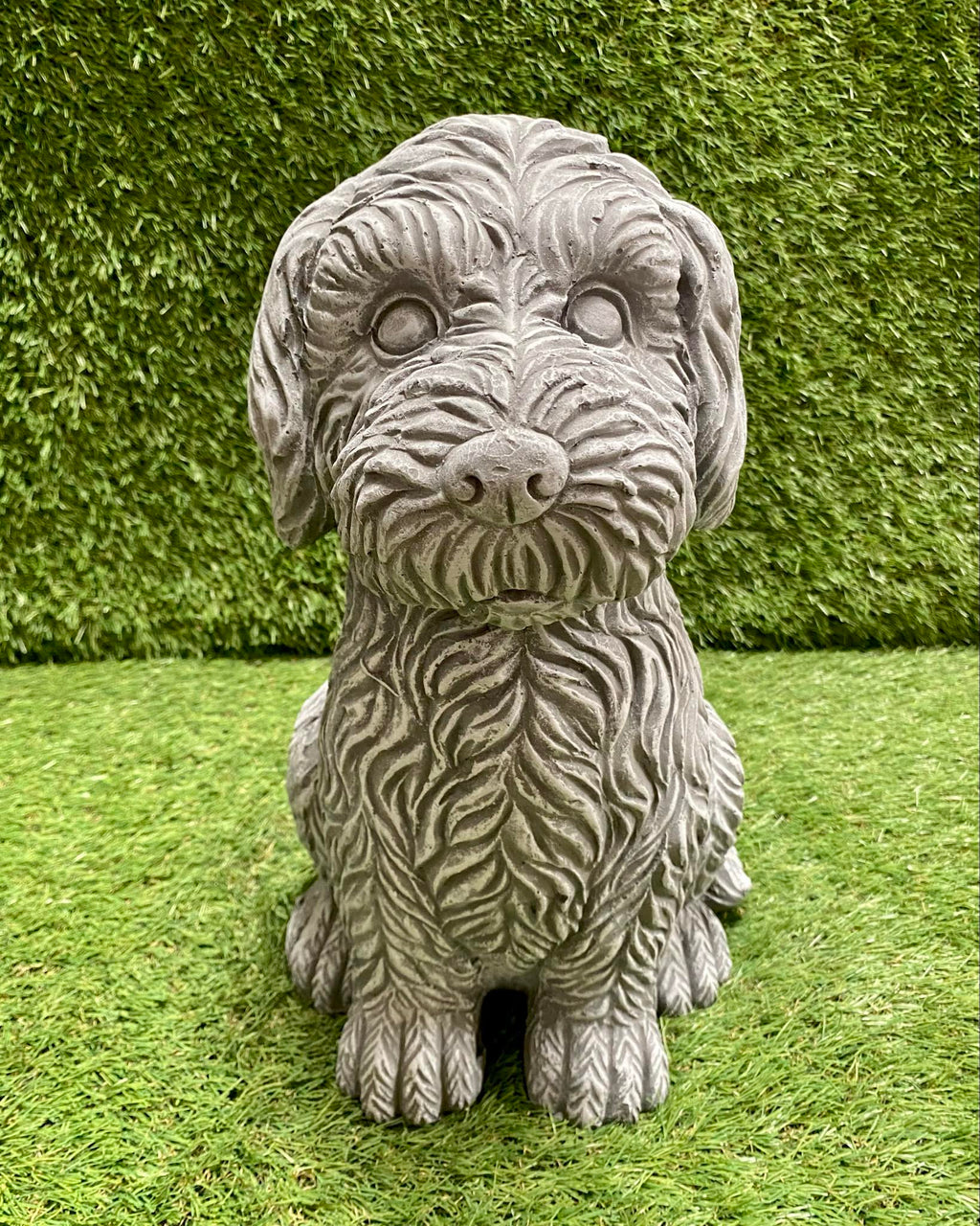 Larger Cockapoo Large Cockapoo Dog