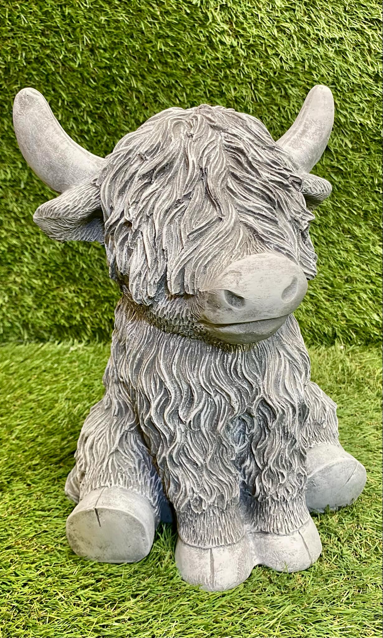 Highland Cow