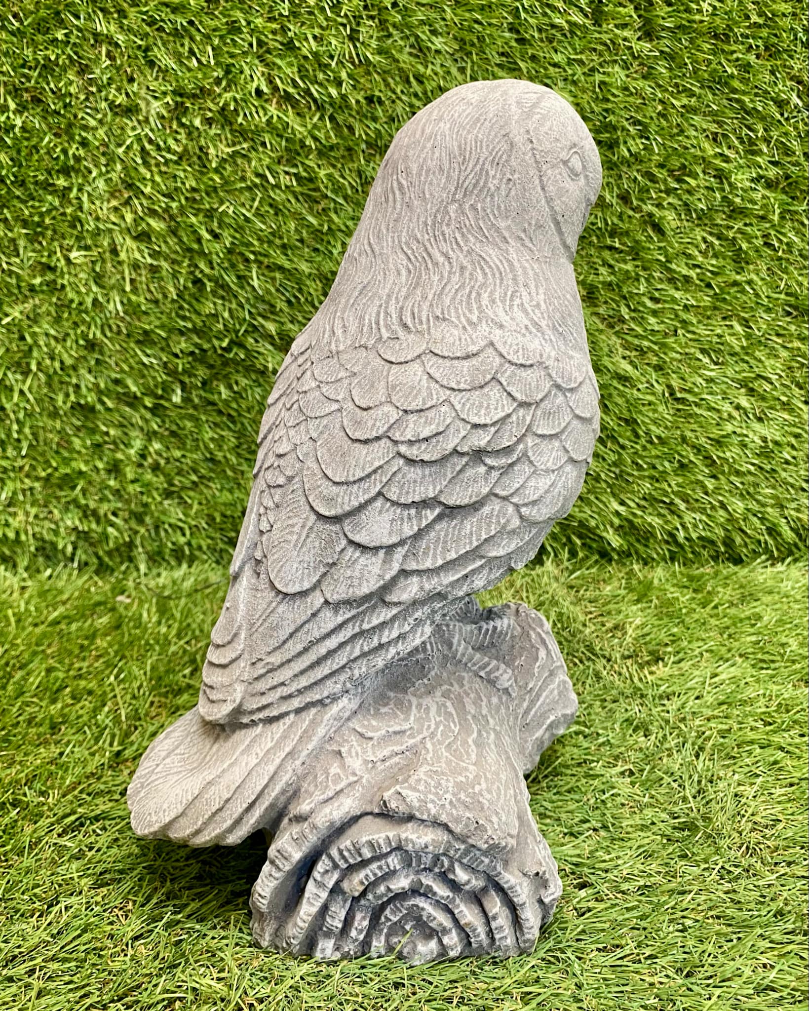 Owl On Log