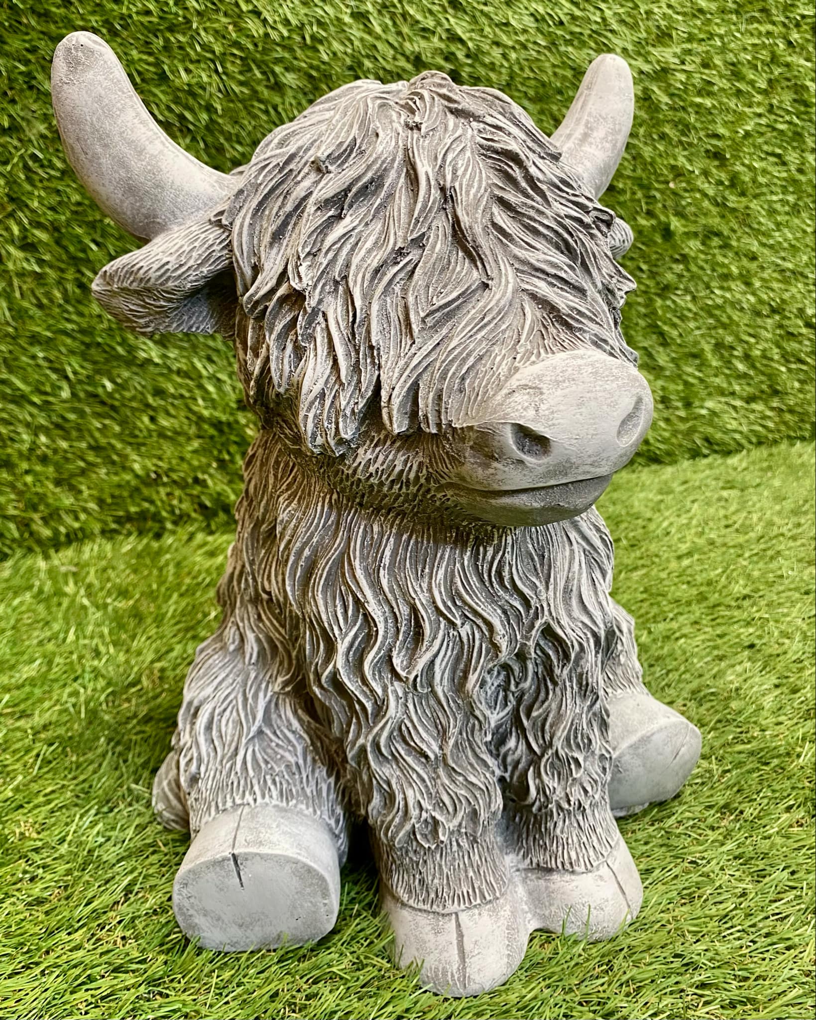 Highland Cow