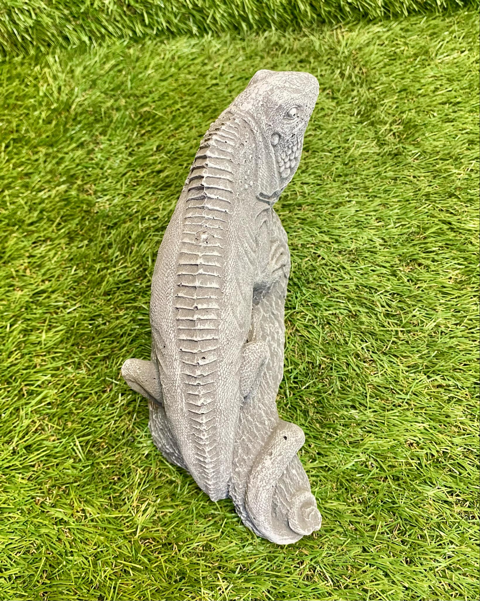 Iguana
