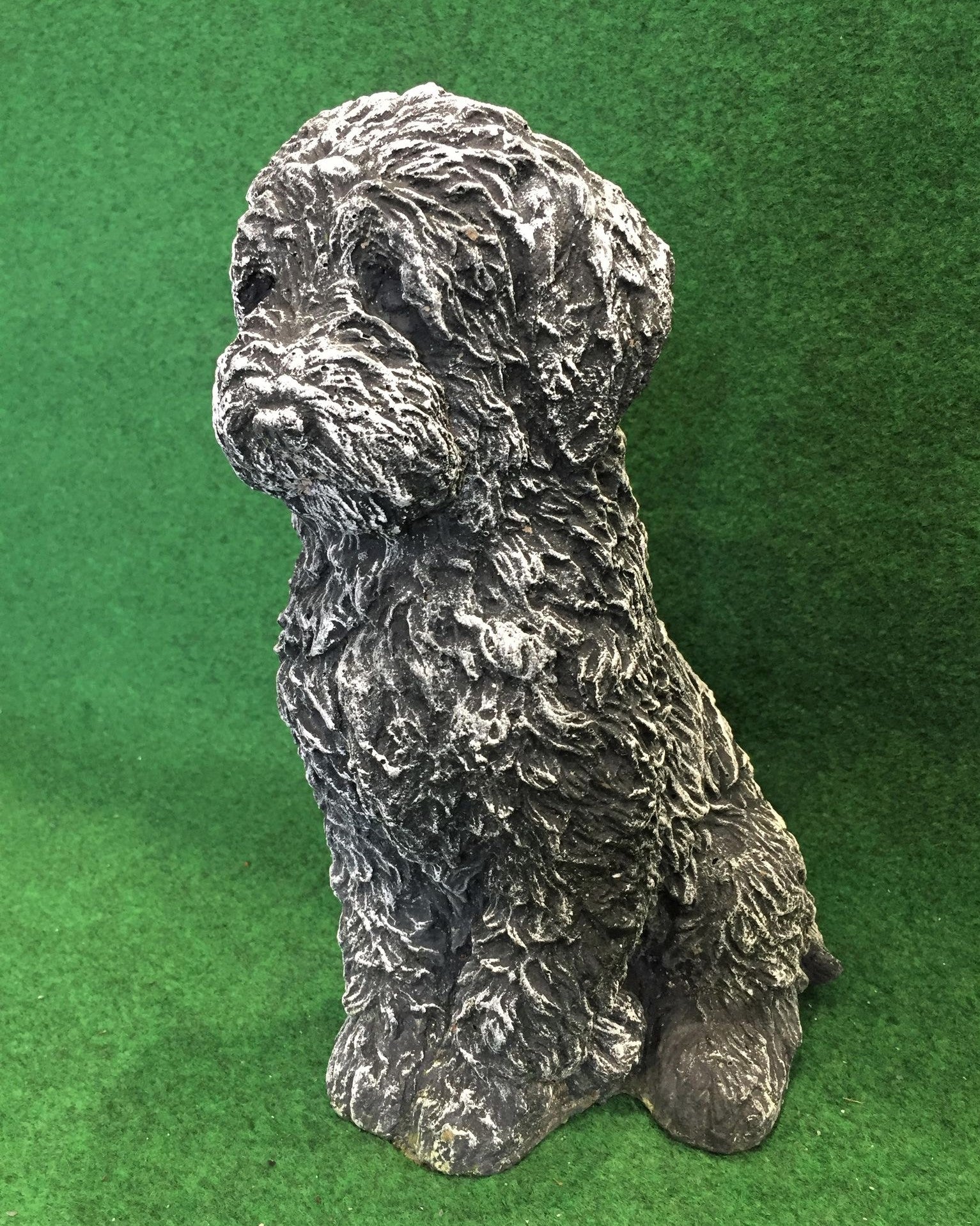 Cockapoo
