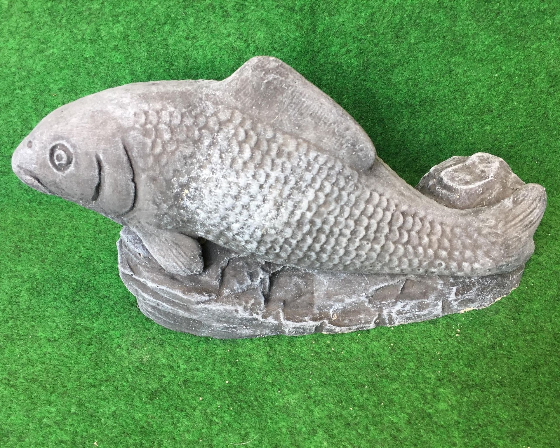 koi Carp Fish