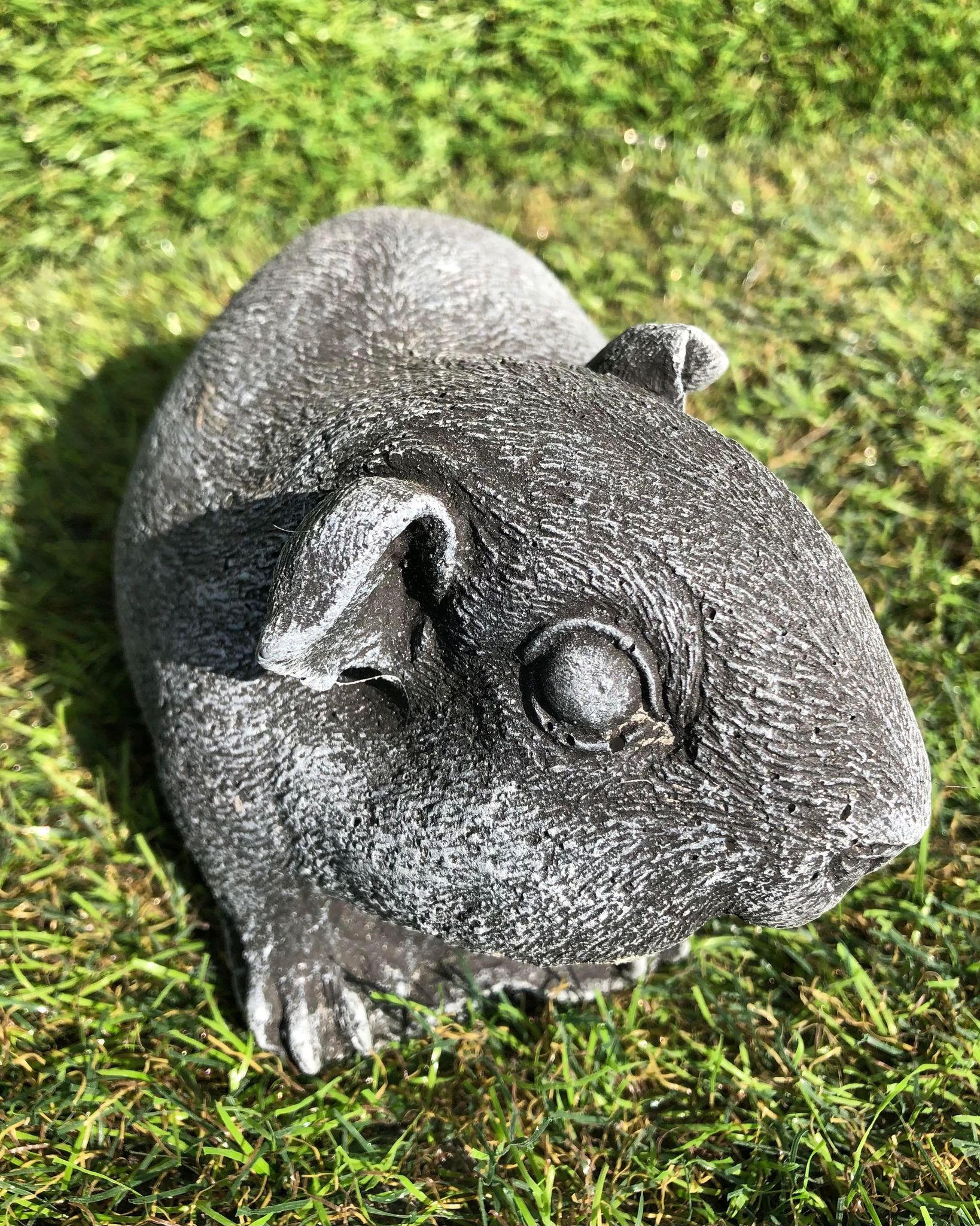 Guinea Pig (Larger Size)